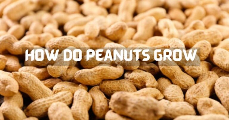 how do peanut grow