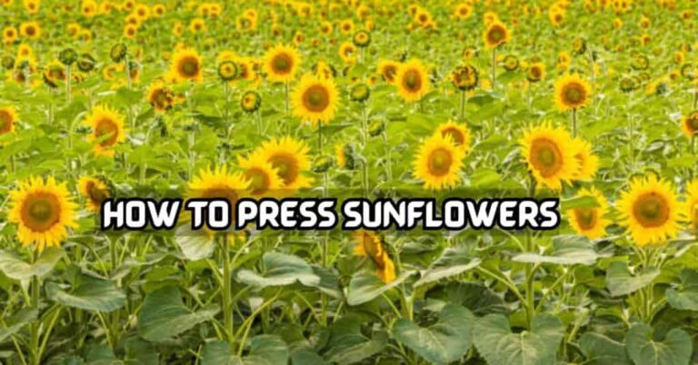 How To Press Sunflowers Effectively