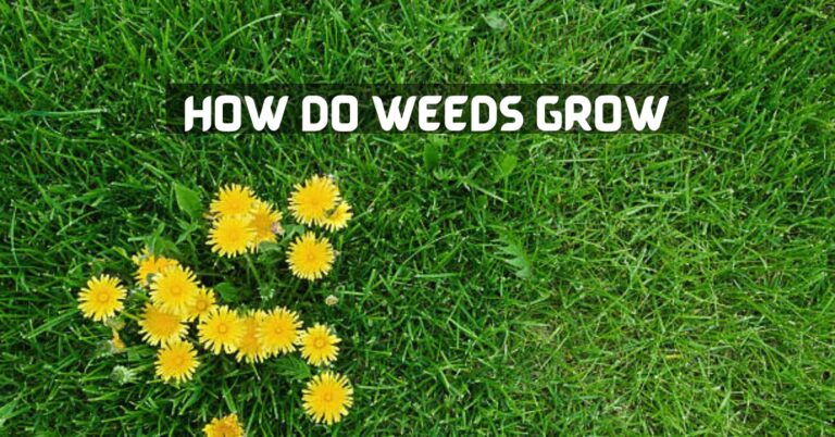 How Do Weeds Grow