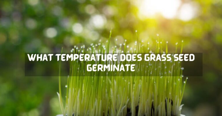 what temperature does grass seed germinate