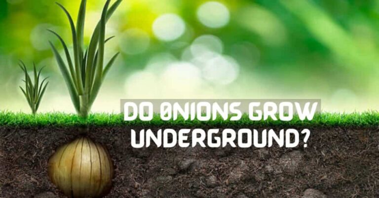 Do Onions Grow Underground Or Above