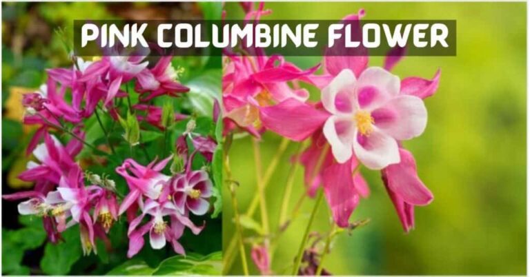 Pink Columbine Flower