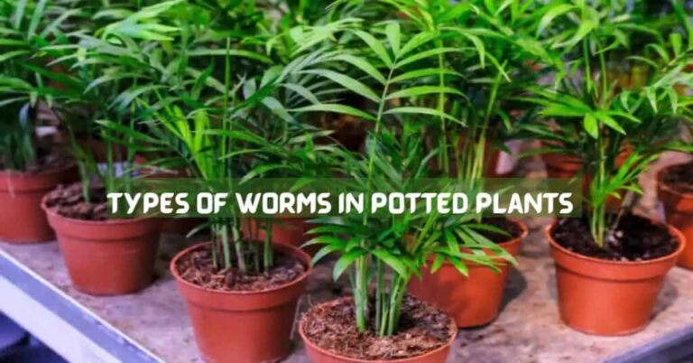 Types of Worms in Potted Plants Signs & Control