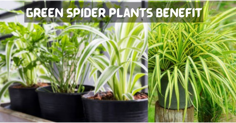 Green Spider Plants Benefit