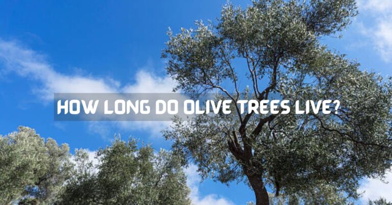 How Long Do Olive Trees Live?