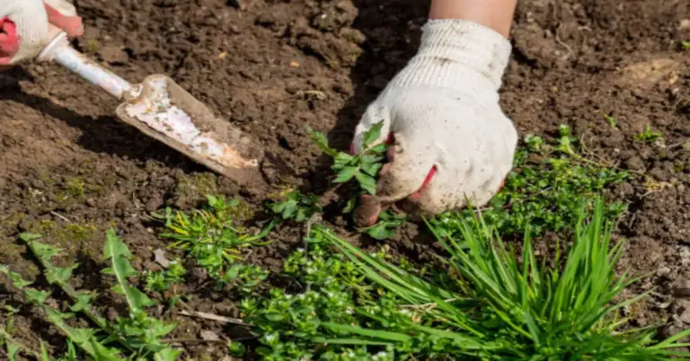 How To Clear A Garden Full Of Weeds