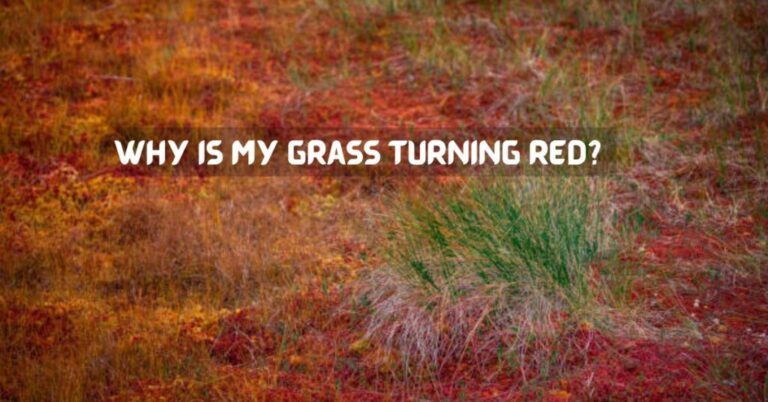 Why Is My Grass Turning Red? Causes & Remedies