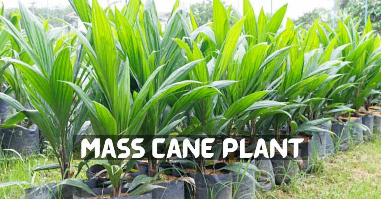 Mass Cane Plant