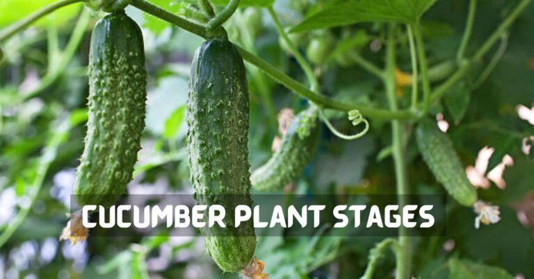 Cucumber Plant Stages