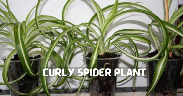 Curly Spider Plant