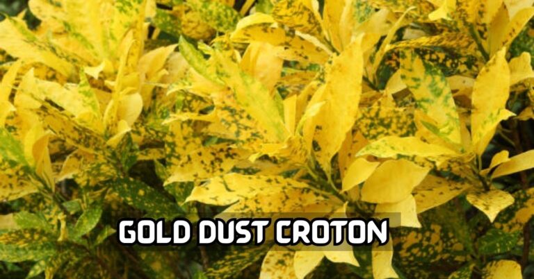 Gold Dust Croton