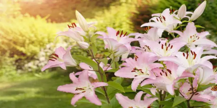 How To Care For The Stargazers Flowers 