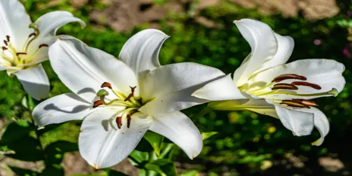 How To Grow Stargazers Flowers 