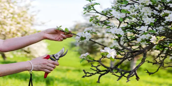 How To Pruning The Stargazers Flowers