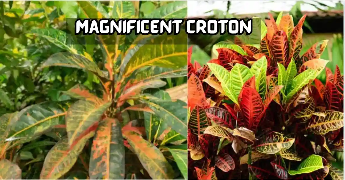 Magnificent Croton