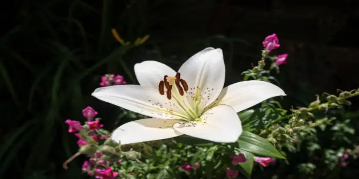 Stargazer Lily Lookalikes