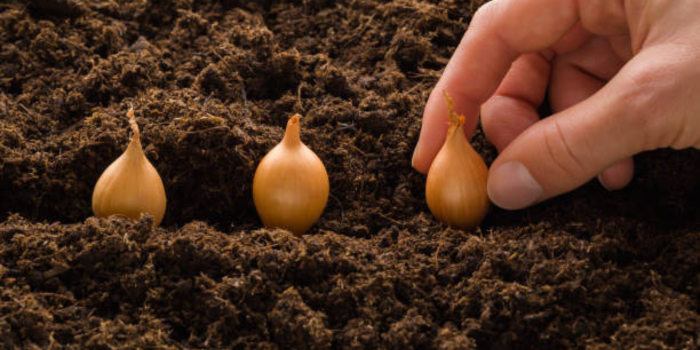 Ideal Time for Planting Tulip Bulbs