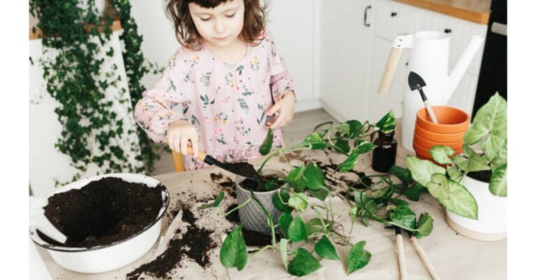 Planting Spider Plant Babies