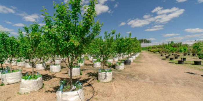 The Importance Of Tree Planting Occasions