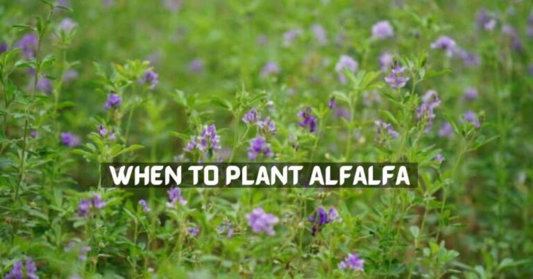 When To Plant Alfalfa