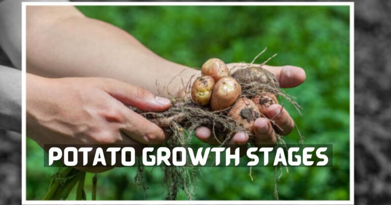 Potato Growth Stages