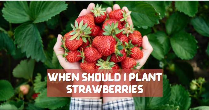 when should i plant strawberries