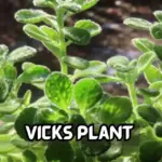 vick plant