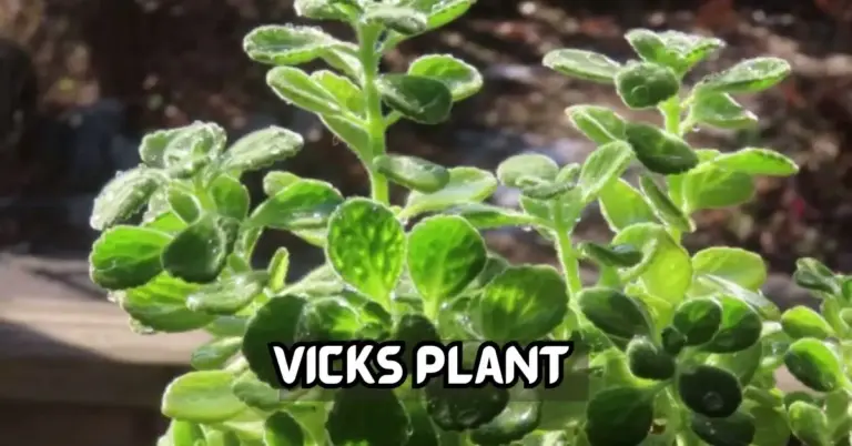 vick plant