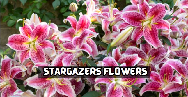 Stargazers Flowers