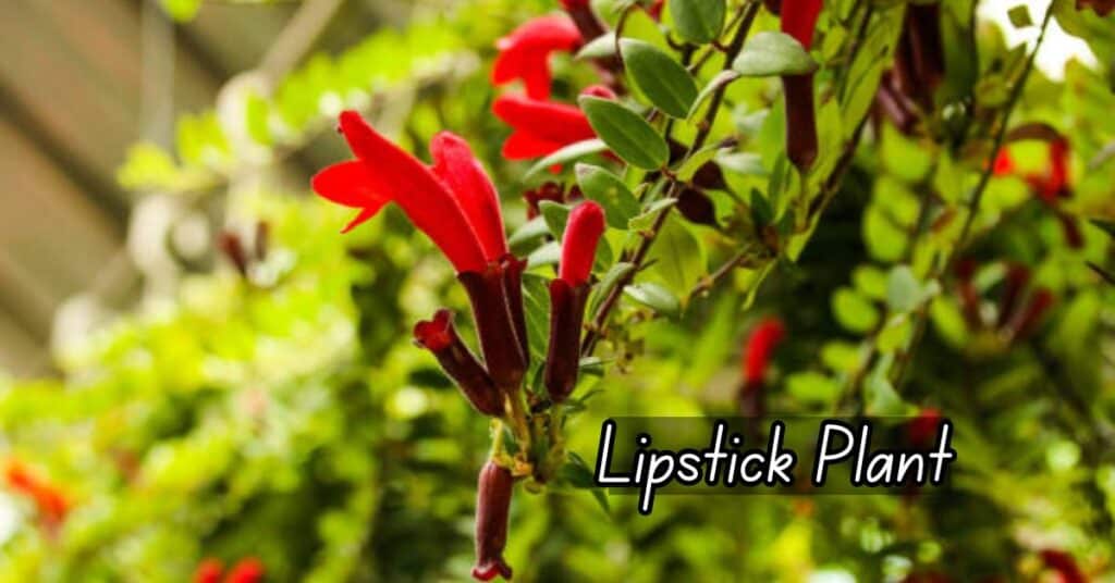 Lipstick Plants