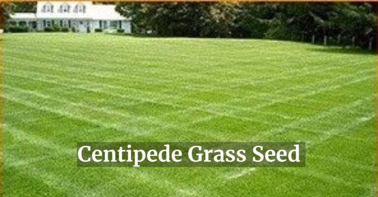 Centipede Grass Seed: