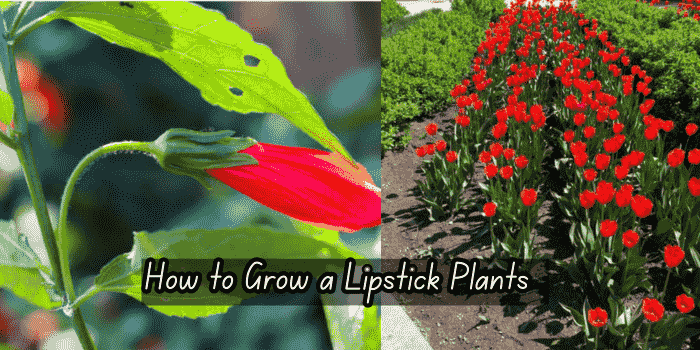  Lipstick Plants