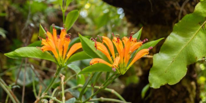 Aeschynanthus speciosus