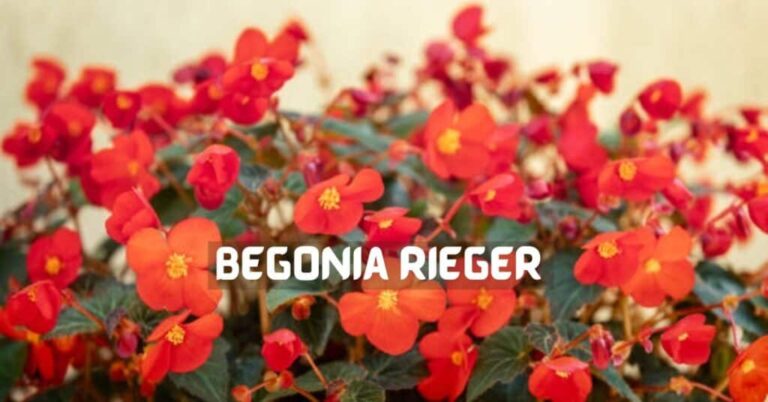 Begonia-Rieger-