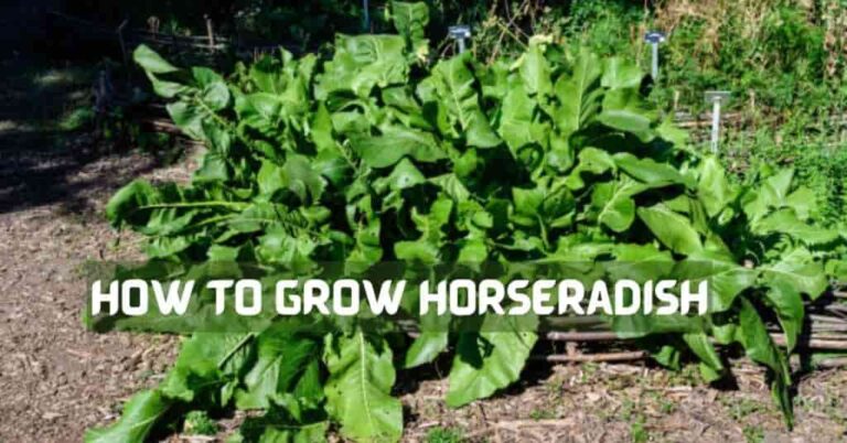 How-To-Grow-Horseradish-