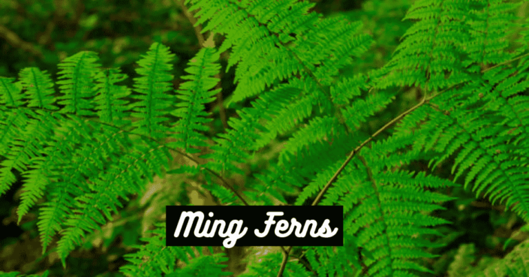 Ming-Ferns