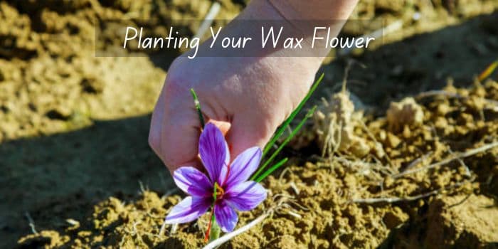 Planting Your Wax Flower