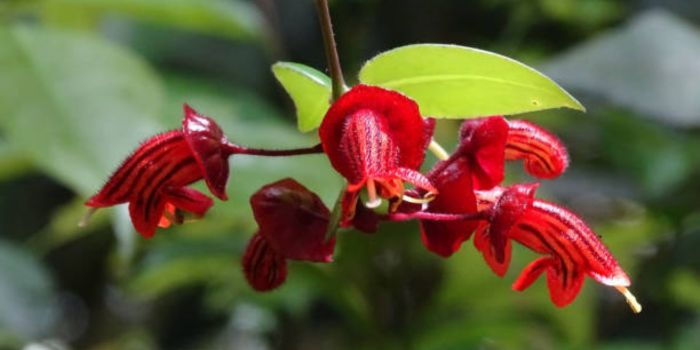 Aeschynanthus radicans