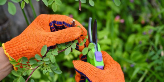 How To Pruning The Lipstick Plants