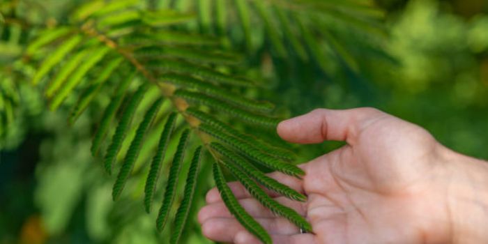 Care Tips for Ming Ferns: Nurturing Nature's Elegance