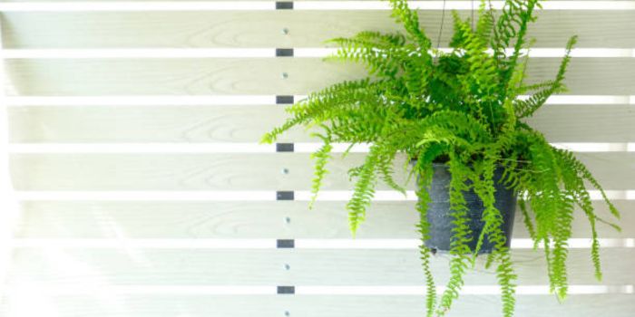 Incorporating Ming Fern into Your Home Decor