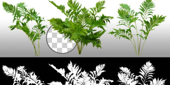 Ming Ferns in Folklore and Symbolism