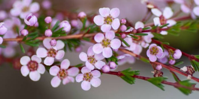 Wax Flower