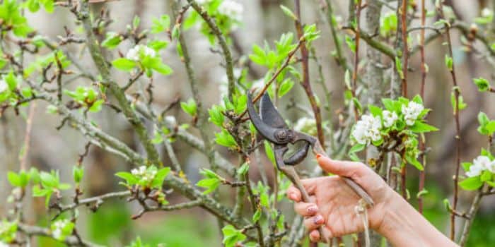 How to prune wax flower 