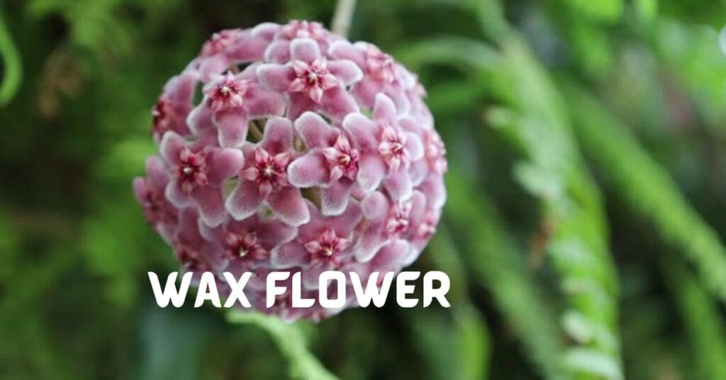 Wax Flower