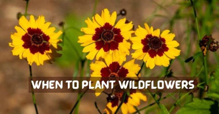 When To Plant Wildflowers