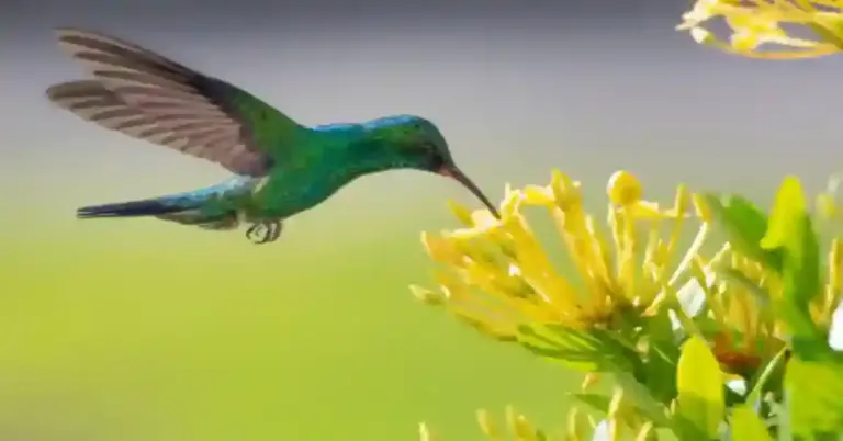 Hummingbird Plants