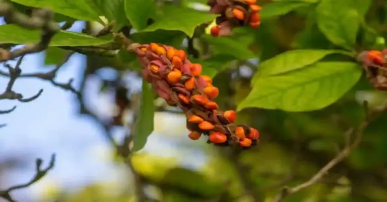 Magnolia Seed Pod