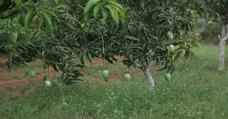 Small mango tree