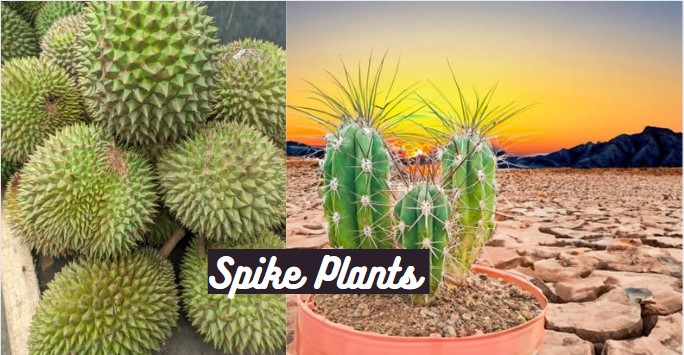 spike plants